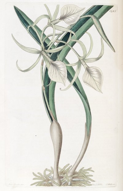 Brassavola nodosa de Miss Drake